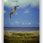 Aankoopmakelaar Wadden