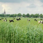 Aankoopmakelaar Brabant